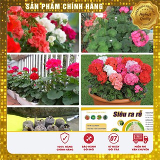 COMBO hạt giống hoa phong lữ thảo 10 viên nén ươm hạt và 1 gói thuôc dinh dưỡng cho cây