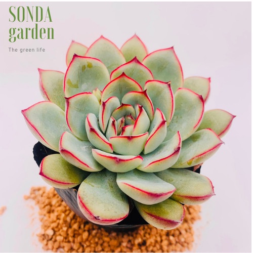 Sen đá viền hồng SONDA GARDEN size bé 5-8cm, xuất xứ Đà Lạt, khoẻ đẹp, lỗi 1 đổi 1