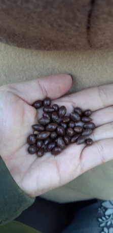 Hướng dương bọc socola Hàn Quốc