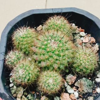 Xương rồng móc câu