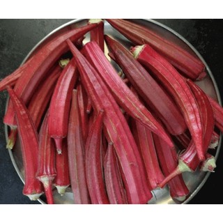 Gói 1g hạt giống đậu bắp đỏ cao sản