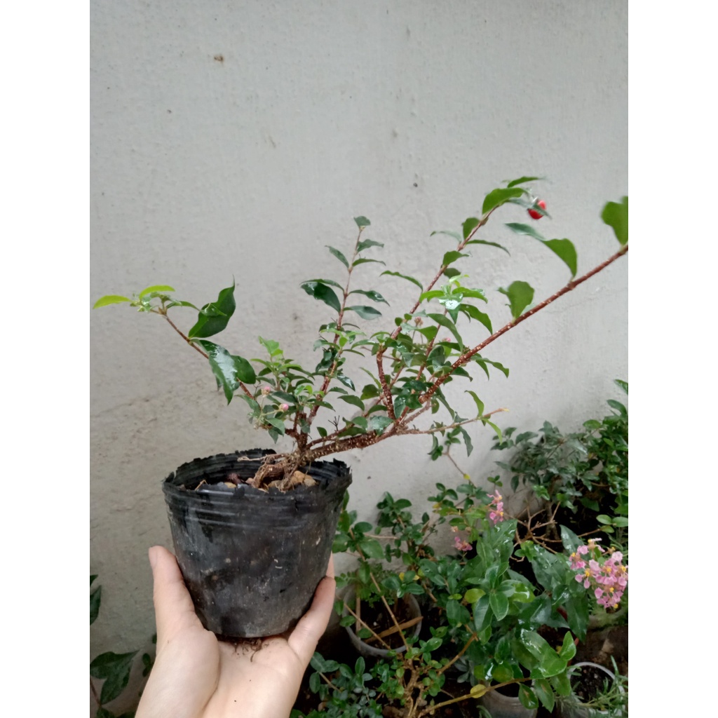 Cây cảnh bonsai mini để bàn, terrarium [Linh Sam và Sam Hương] - NeyuhGarden