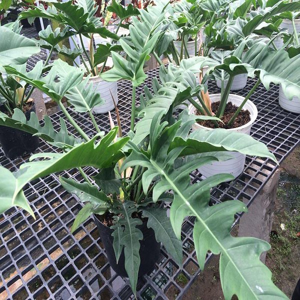 Cây trầu bà cung đàn xanh
