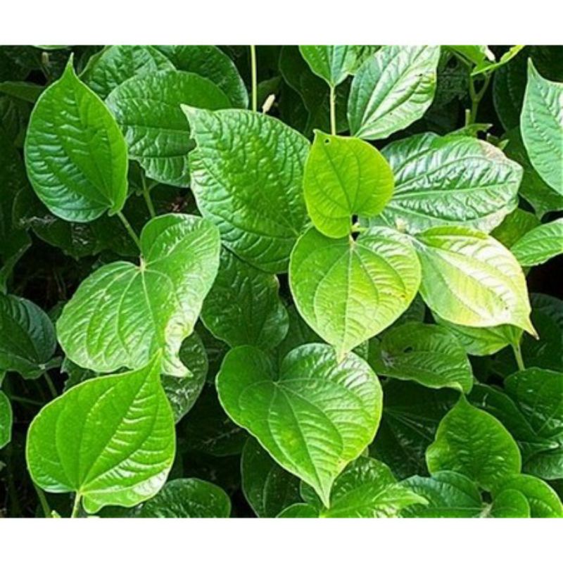 1kg cây lá lốt khô cả thân rễ