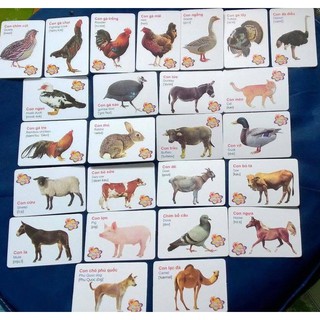 BỘ FLASH CARD 16 chủ đề cho bé