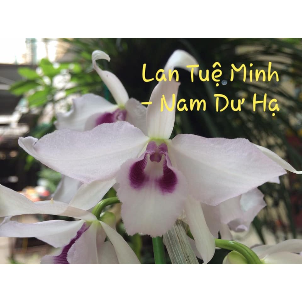 [FREESHIP TỪ 50K] Hoa lan Giả hạc (Phi điệp) 5 cánh trắng