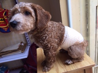 Pet Soft - Bỉm cho thú cưng ( giá lẻ 1 chiếc )