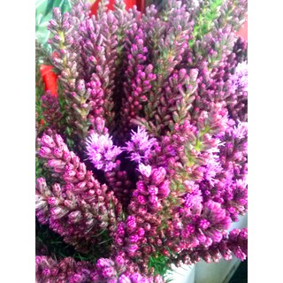 30 Hạt giống hoa kỳ lân [CHẤT LƯỢNG]