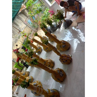 Combo 5 mai con quấn rễ 45 cm