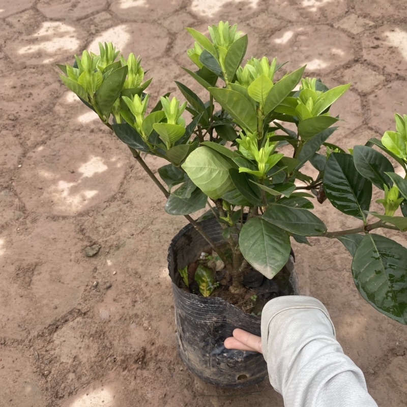 Cây hoa bạch thiên hương  có hương thơm ngào ngạt