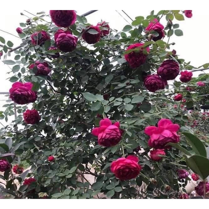 Hoa hồng bụi Autumn Rouge xứ Nhật hoa hồng tím thơm nhất-Hoangoaimelinh