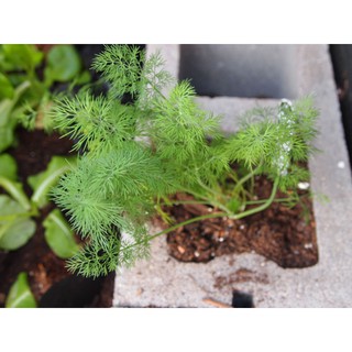 10GR - HẠT GIỐNG RAU THÌ LÀ