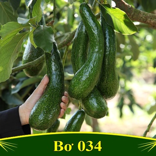 Cây giống bơ 034 trái to dài siêu quả siêu kinh tế