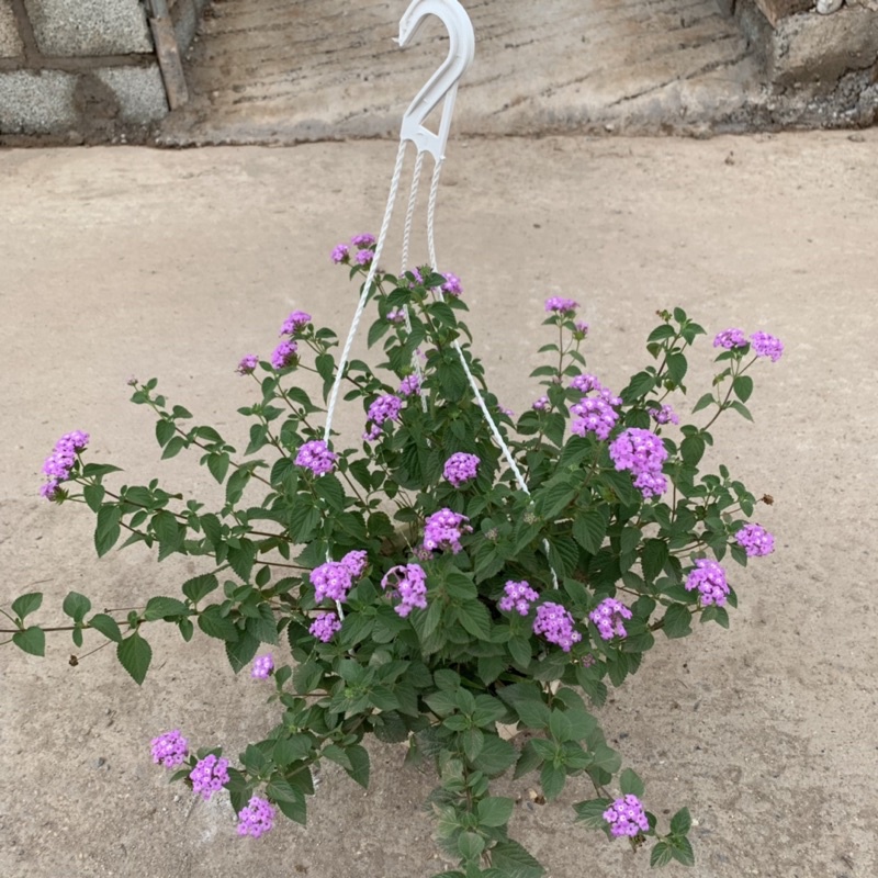 Chậu hoa ngũ sắc tím rủ treo bán kính 25-30cm, chậu hoa treo ban công, sân vườn nở rực rỡ đẹp mắt
