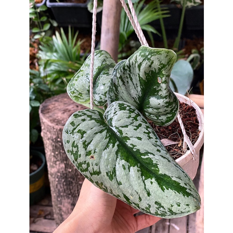 Cây Scindapsus pictus Exotica (Trầu Bà Exotica) chậu treo bí ngô 10cm