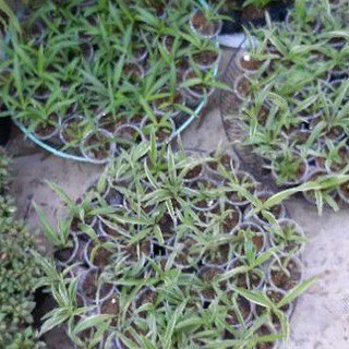 1 cây mạn nhện rễ trần