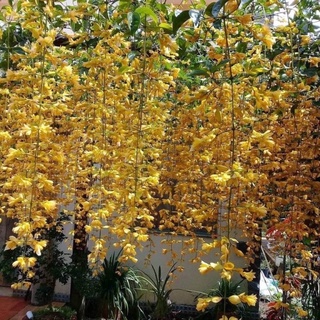 Cây giống lan hoàng dương(1 bầu cây giống)