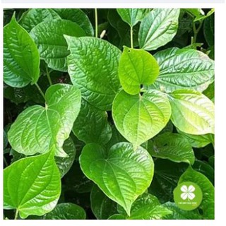 1kg Cây lá lốt khô - VTT236