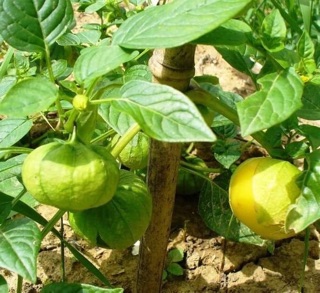 🍋🍋 HẠT GIỐNG THÙ LÙ NAM MỸ QUẢ TO