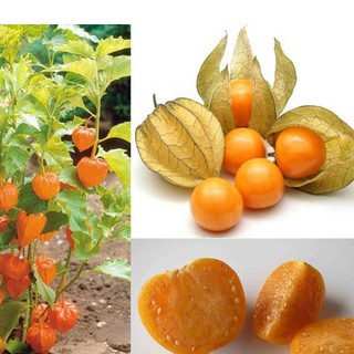  Hạt Giống Cây Thù Lù Nam Mỹ( Cây anh đào đất ) - 50 hạt