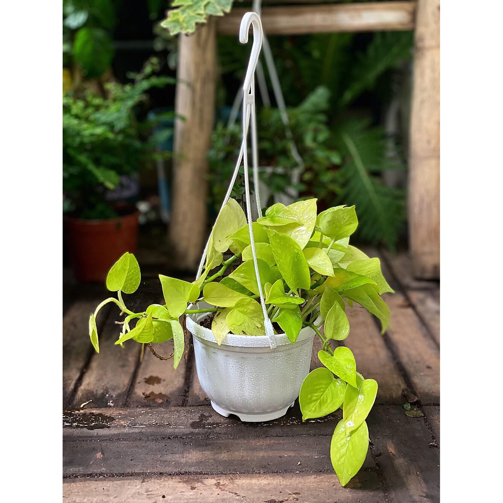 Chậu treo Epipremnum aureum Neon (Trầu Bà Vàng) chậu treo bí ngô