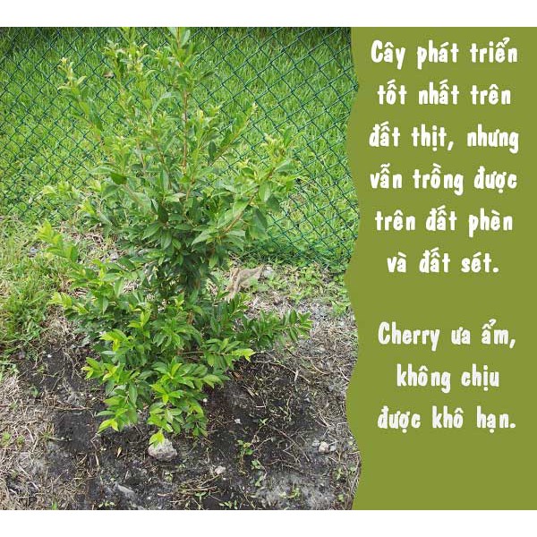 Hạt giống cherry nhiệt đới gói 10 hạt