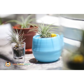 Chậu nhựa chống úng cho cây để bàn