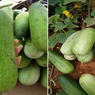 30 HẠT GIỐNG DƯA CHUỘT MÈO                                                                 ( siêu to khổng lồ )
