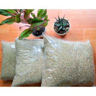Vỏ trấu trấu sống