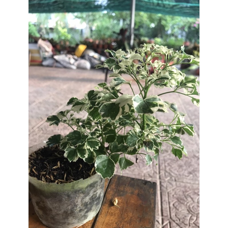 Đinh lăng cẩm thạch -để bàn