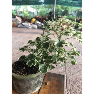 Đinh lăng cẩm thạch -để bàn