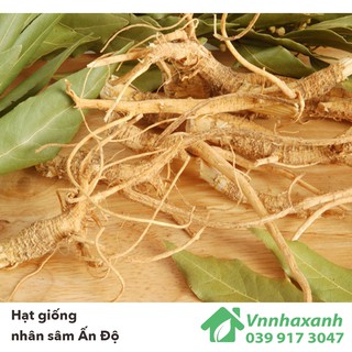 Hạt Giống Nhân Sâm - Ấn Độ Ashwagandha (Withania somnifera)