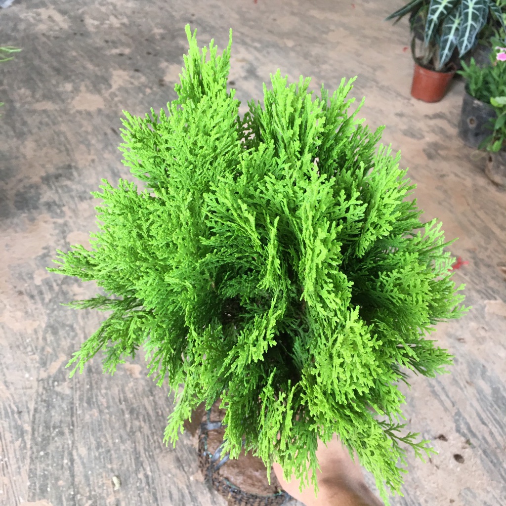 Cây Trắc Bách Diệp,Cây Trồng Cảnh Quan Dễ Trồng