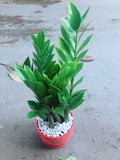 Chậu Kim Phát Tài