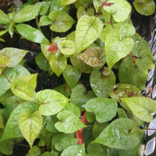 Cây giống hoa Tigon