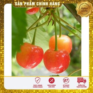 Hạt giống Quả Anh Đào (Cherry) 10 Hạt