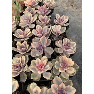 sen đá Hồng dâu var size 8cm