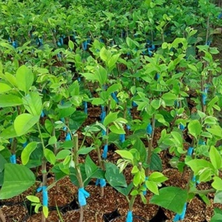 Cây Giống Na Sầu Riêng