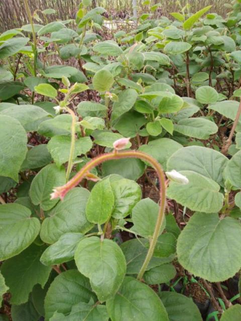 Cây giống kiwi 6 tháng ra quả