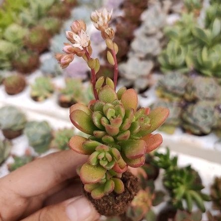 SEN ĐÁ SEDUM KẸO MINI