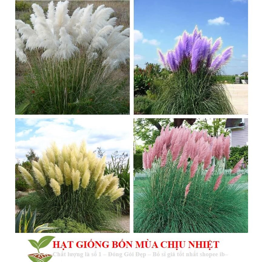 Gói 10 Hạt Giống Cỏ Bông Lau Mỹ - Mix Hồng Trắng Cortaderia selloana