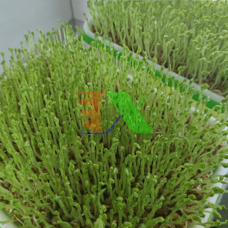 Hạt giống rau mầm Đậu Hà Lan, Hạt mầm Đậu Hà Lan vàng không chất bảo quản