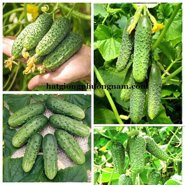 Hạt giống dưa leo chùm