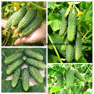 Hạt giống dưa leo chùm