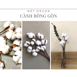 🍁Cành Hoa khô Bông Gòn🍁 cành hoa Bông gòn thật decor vintage🍁