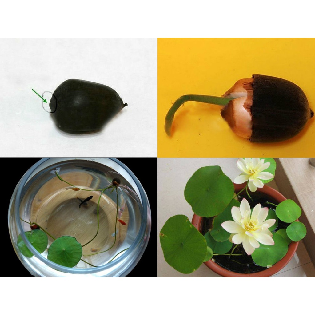 Hạt giống hoa sen Nhật mini,màu săc tùy chọn-choa hoa sau 3 tháng trồng