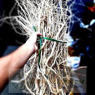 Rễ Rừng, Rễ Dẻo - Lũa Rễ Setup bể thuỷ sinh (100 gram)