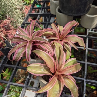 Cryptanthus Pink Starlite, dứa phụng hồng nhạt , dứa màu, bán cạn, trang trí tiểu cảnh, dứa Philippine