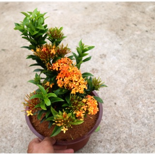 Cây hoa Trang Thái màu cam