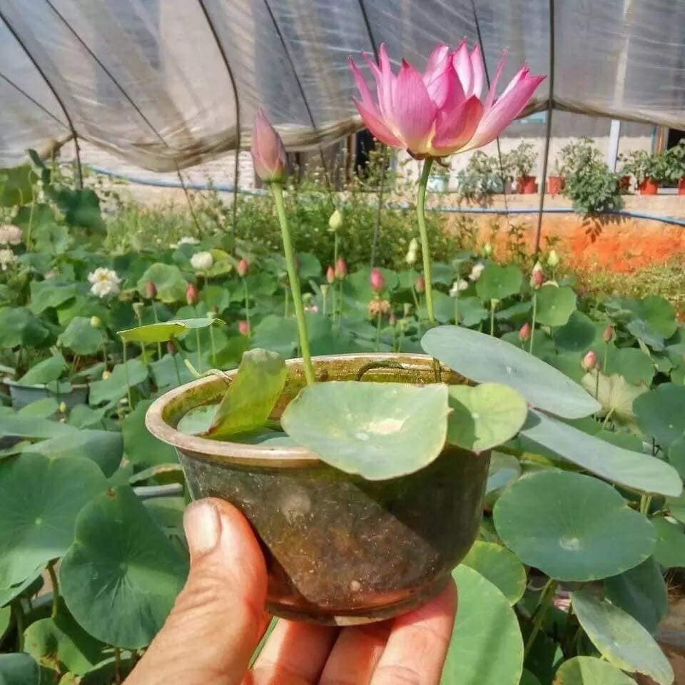 Combo 10 Hạt giống hoa Sen Mini Nhật Bản (Lotus) (Gói 10 hạt đủ bộ 10 màu)